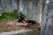 A young, lazyÂ himalayan black bear (Ursus thibetanus) lying in his lair.